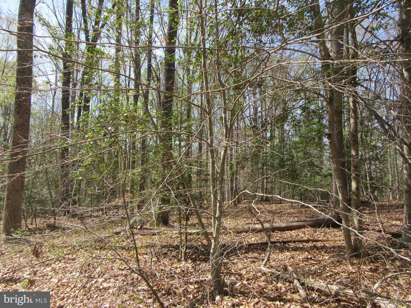 DIAMOND GLEN-LOT 3 OLD OFFICE RD, RHOADESVILLE, Virginia 22542, ,Land,For sale,DIAMOND GLEN-LOT 3 OLD OFFICE RD,VAOR2009468 MLS # VAOR2009468