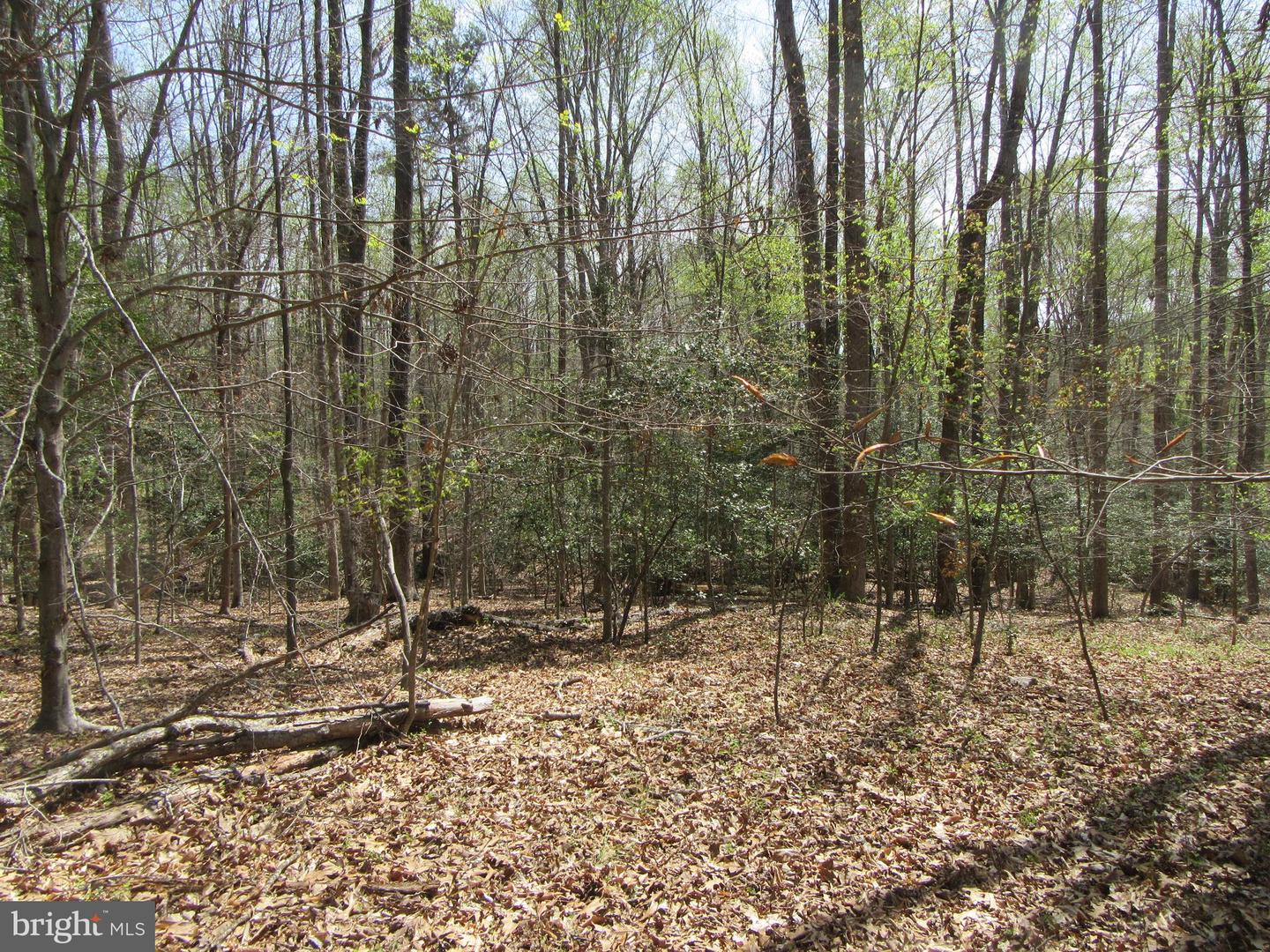DIAMOND GLEN-LOT 3 OLD OFFICE RD, RHOADESVILLE, Virginia 22542, ,Land,For sale,DIAMOND GLEN-LOT 3 OLD OFFICE RD,VAOR2009468 MLS # VAOR2009468