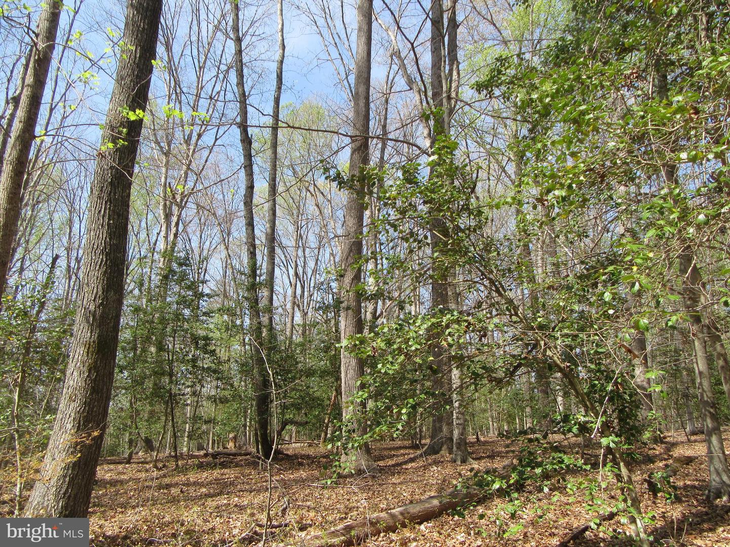 DIAMOND GLEN-LOT 3 OLD OFFICE RD, RHOADESVILLE, Virginia 22542, ,Land,For sale,DIAMOND GLEN-LOT 3 OLD OFFICE RD,VAOR2009468 MLS # VAOR2009468