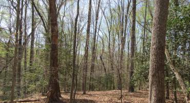 DIAMOND GLEN-LOT 3 OLD OFFICE RD, RHOADESVILLE, Virginia 22542, ,Land,For sale,DIAMOND GLEN-LOT 3 OLD OFFICE RD,VAOR2009468 MLS # VAOR2009468