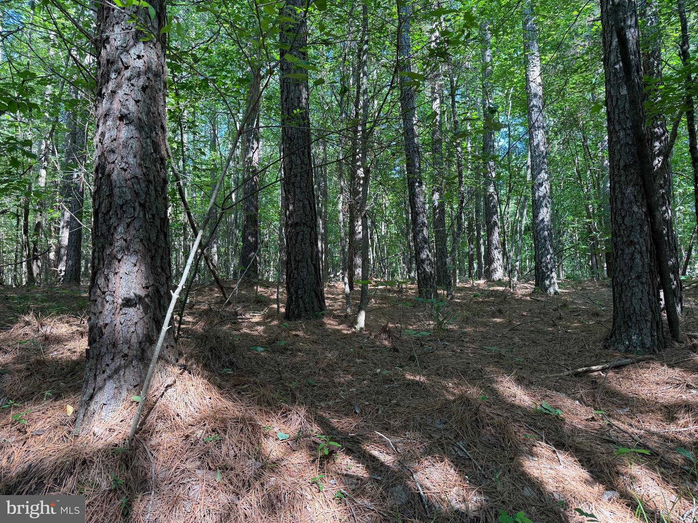 3 SELMA RD, JETERSVILLE, Virginia 23083, ,Farm,For sale,3 SELMA RD,VAAM2000076 MLS # VAAM2000076