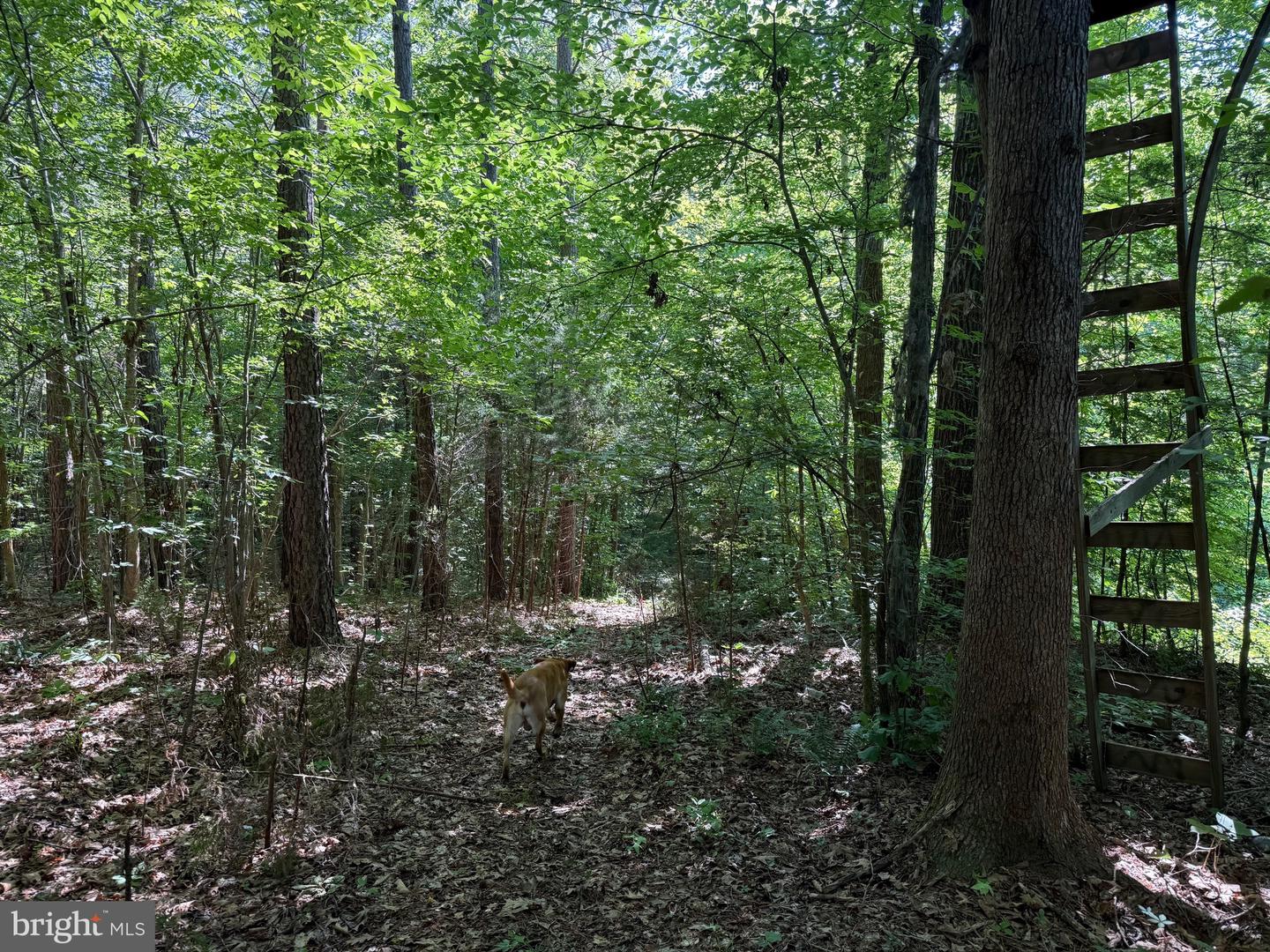 3 SELMA RD, JETERSVILLE, Virginia 23083, ,Farm,For sale,3 SELMA RD,VAAM2000076 MLS # VAAM2000076