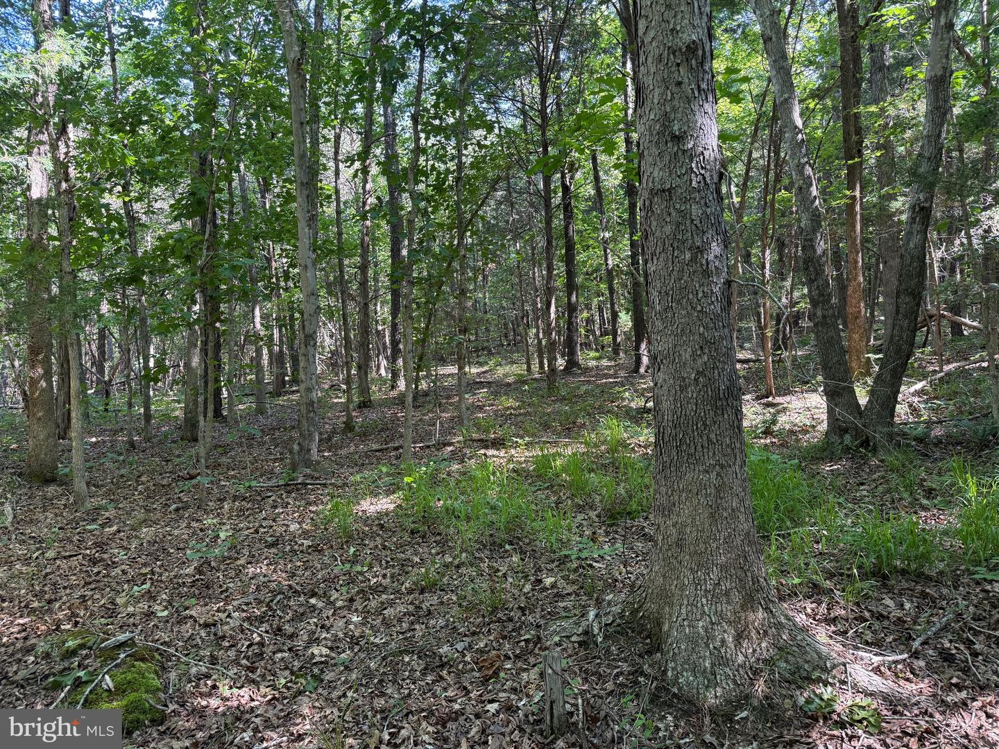 3 SELMA RD, JETERSVILLE, Virginia 23083, ,Farm,For sale,3 SELMA RD,VAAM2000076 MLS # VAAM2000076