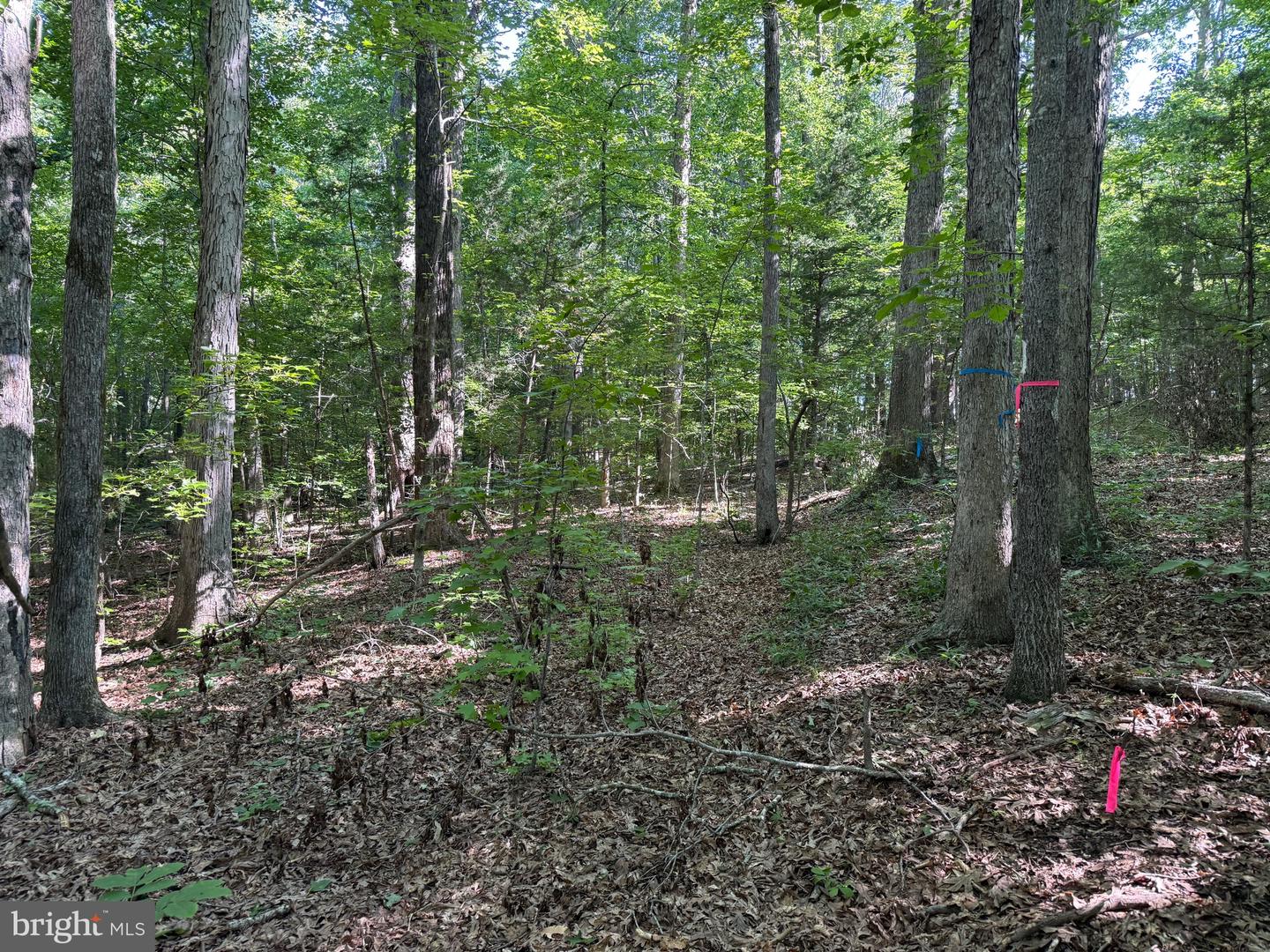 3 SELMA RD, JETERSVILLE, Virginia 23083, ,Farm,For sale,3 SELMA RD,VAAM2000076 MLS # VAAM2000076