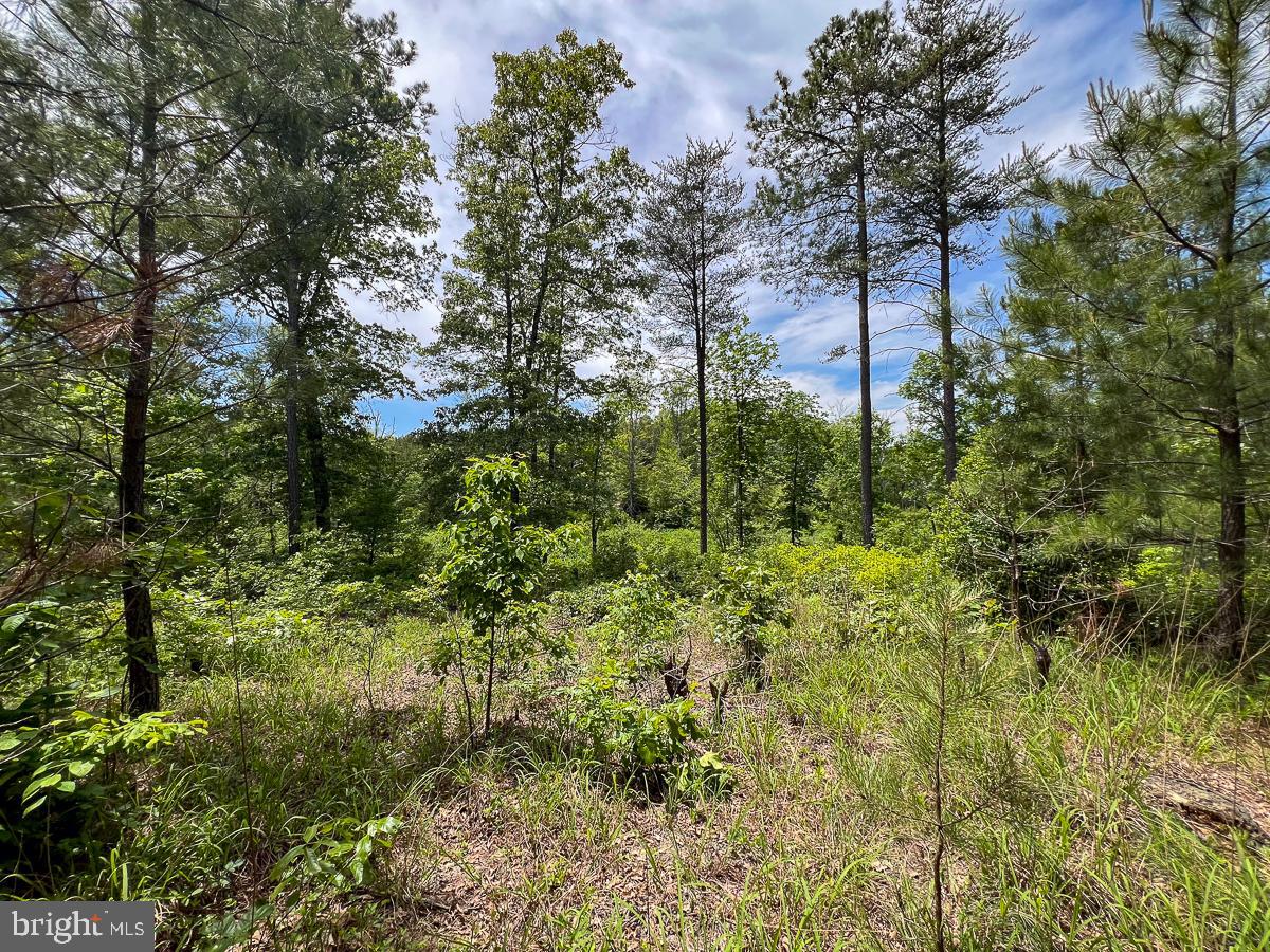 32082 SPARTA RD, MILFORD, Virginia 22514, 2 Bedrooms Bedrooms, ,1 BathroomBathrooms,Residential,For sale,32082 SPARTA RD,VACV2008182 MLS # VACV2008182