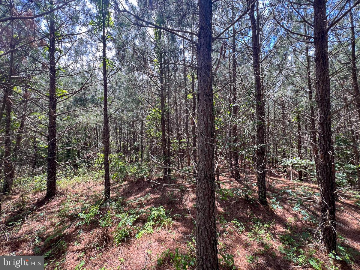 32082 SPARTA RD, MILFORD, Virginia 22514, 2 Bedrooms Bedrooms, ,1 BathroomBathrooms,Residential,For sale,32082 SPARTA RD,VACV2008182 MLS # VACV2008182