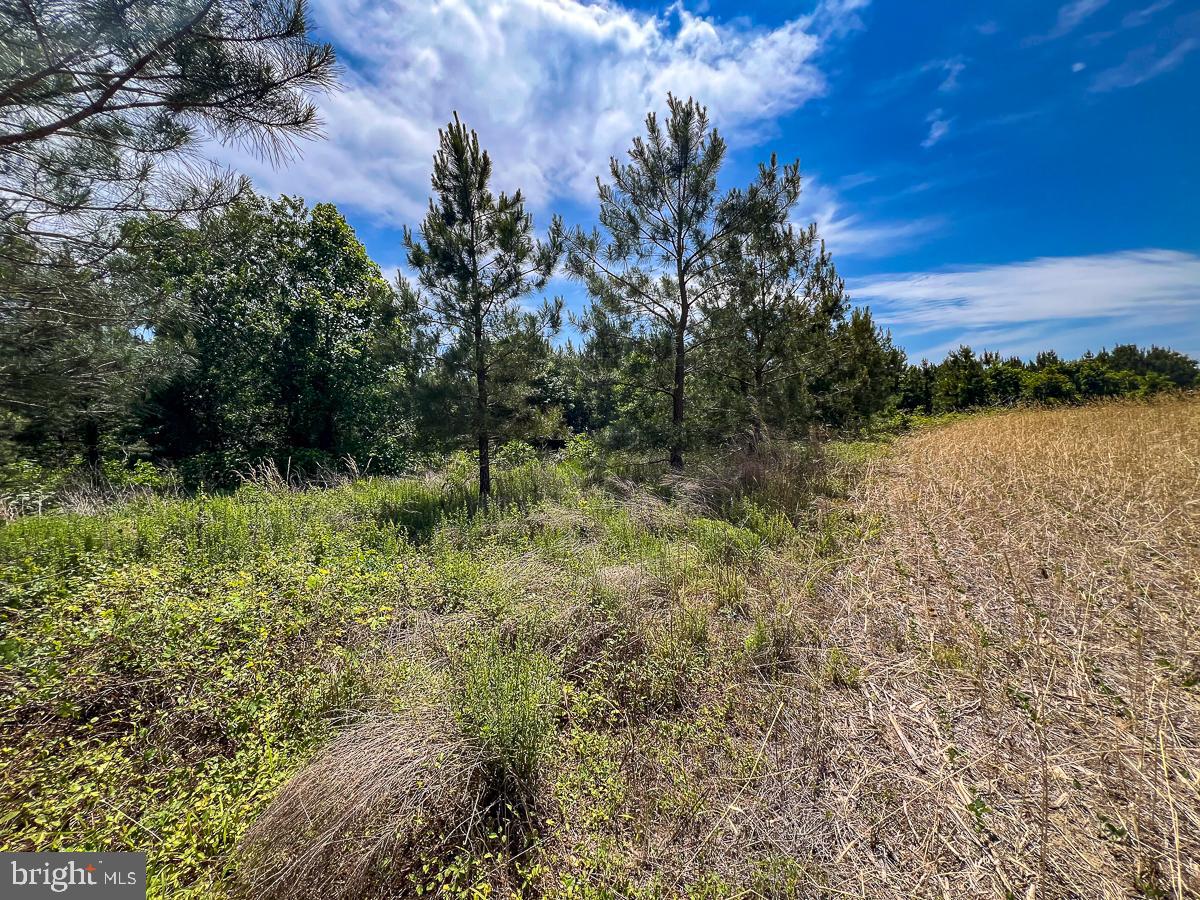 32082 SPARTA RD, MILFORD, Virginia 22514, 2 Bedrooms Bedrooms, ,1 BathroomBathrooms,Residential,For sale,32082 SPARTA RD,VACV2008182 MLS # VACV2008182