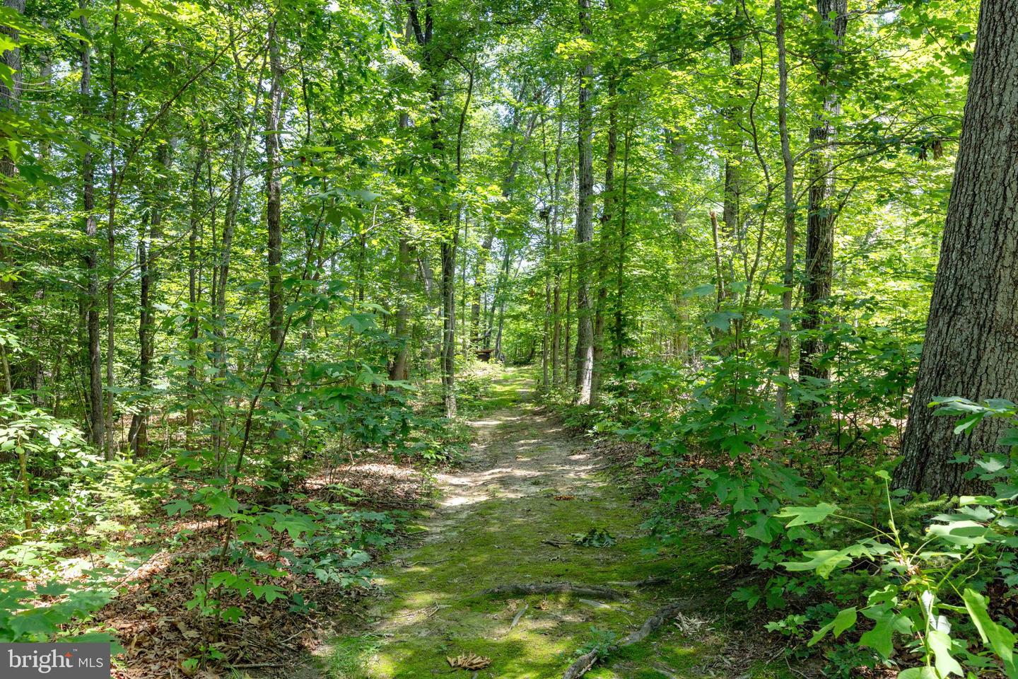 573 LIBERTY LN, MADISON, Virginia 22727, 3 Bedrooms Bedrooms, ,2 BathroomsBathrooms,Residential,For sale,573 LIBERTY LN,VAMA2002290 MLS # VAMA2002290