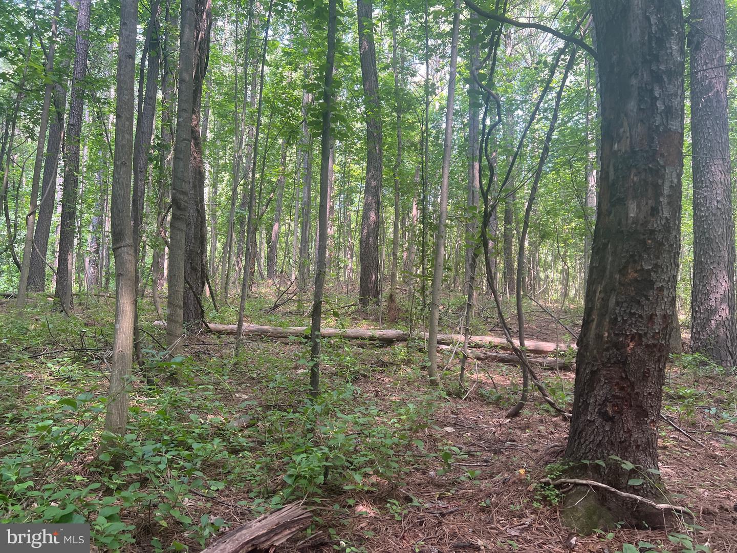 0 THORNTON GAP CHURCH ROAD, SPERRYVILLE, Virginia 22740, ,Land,For sale,0 THORNTON GAP CHURCH ROAD,VARP2002158 MLS # VARP2002158
