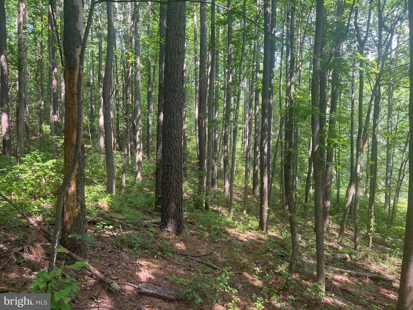 0 THORNTON GAP CHURCH ROAD, SPERRYVILLE, Virginia 22740, ,Land,For sale,0 THORNTON GAP CHURCH ROAD,VARP2002158 MLS # VARP2002158