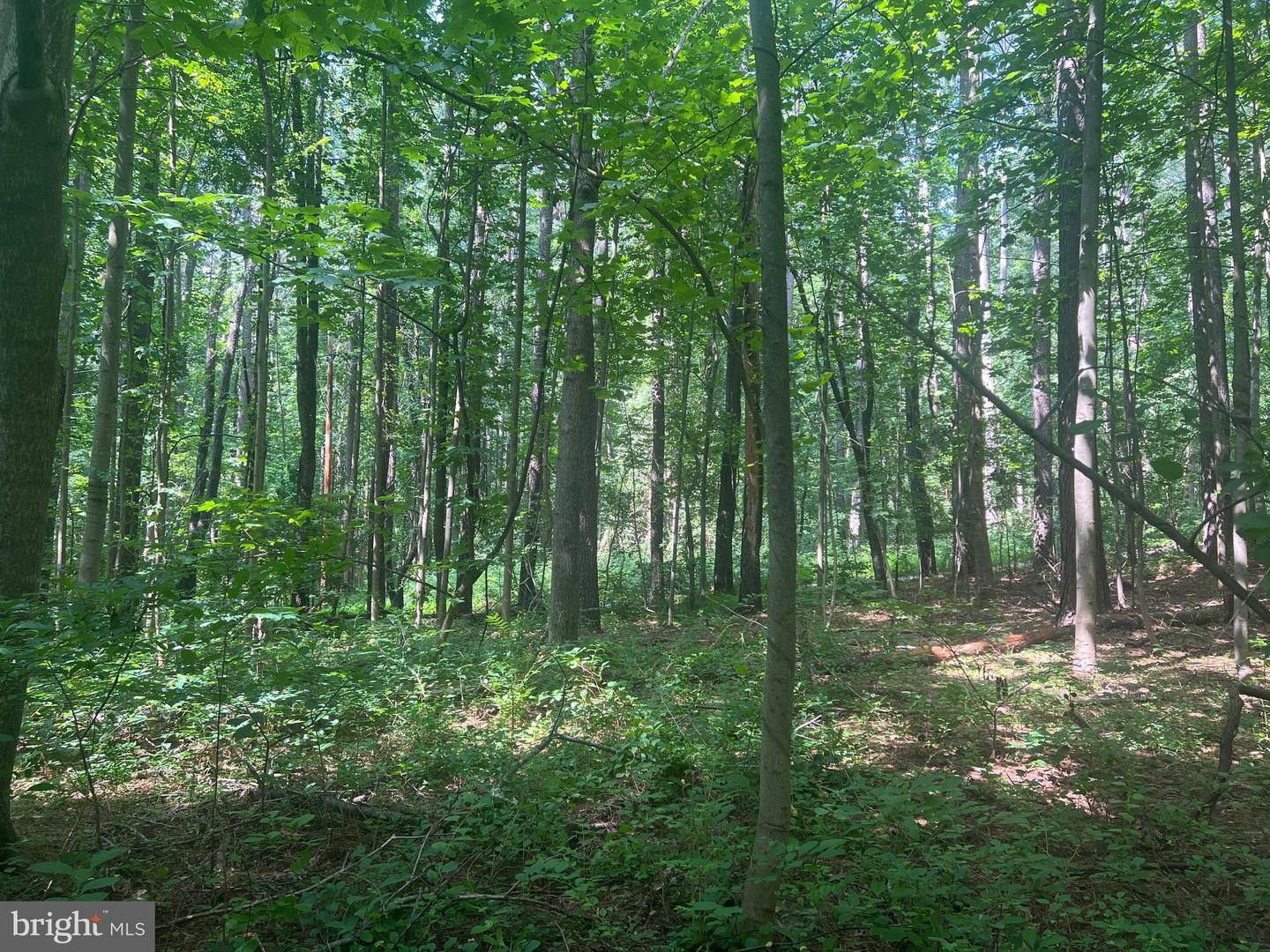 0 THORNTON GAP CHURCH ROAD, SPERRYVILLE, Virginia 22740, ,Land,For sale,0 THORNTON GAP CHURCH ROAD,VARP2002158 MLS # VARP2002158