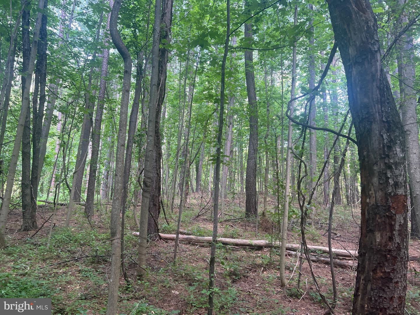 0 THORNTON GAP CHURCH ROAD, SPERRYVILLE, Virginia 22740, ,Land,For sale,0 THORNTON GAP CHURCH ROAD,VARP2002158 MLS # VARP2002158