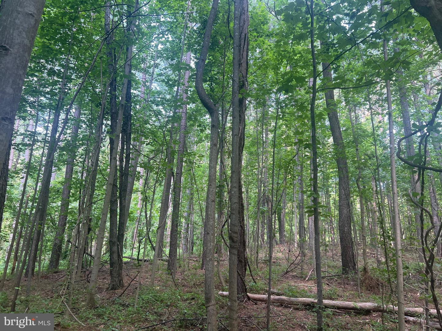 0 THORNTON GAP CHURCH ROAD, SPERRYVILLE, Virginia 22740, ,Land,For sale,0 THORNTON GAP CHURCH ROAD,VARP2002158 MLS # VARP2002158