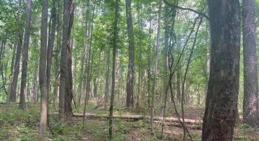 0 THORNTON GAP CHURCH ROAD, SPERRYVILLE, Virginia 22740, ,Land,For sale,0 THORNTON GAP CHURCH ROAD,VARP2002158 MLS # VARP2002158
