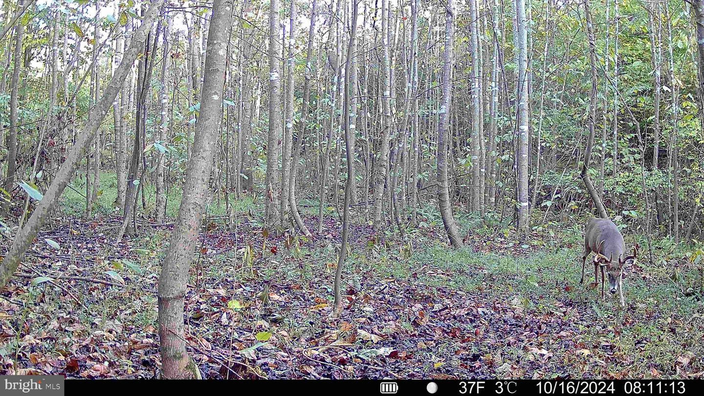 TBD LANCER LN, MARTINSVILLE, Virginia 24112, ,Land,For sale,TBD LANCER LN,VAHE2000028 MLS # VAHE2000028
