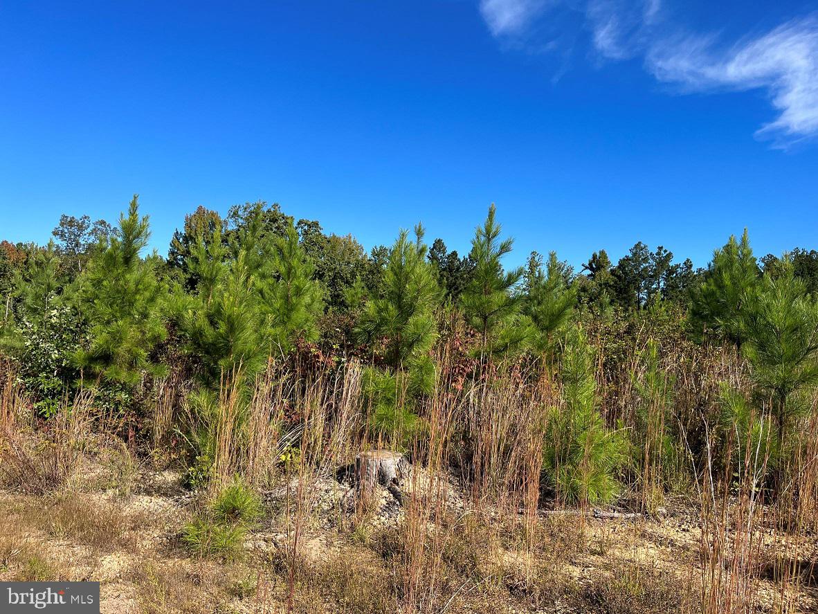 FLORALEE ROAD (ROUTE 621) (TRACT TURNIP CREEK-5), PHENIX, Virginia 23959, ,Farm,For sale,FLORALEE ROAD (ROUTE 621) (TRACT TURNIP CREEK-5),VACE2000018 MLS # VACE2000018