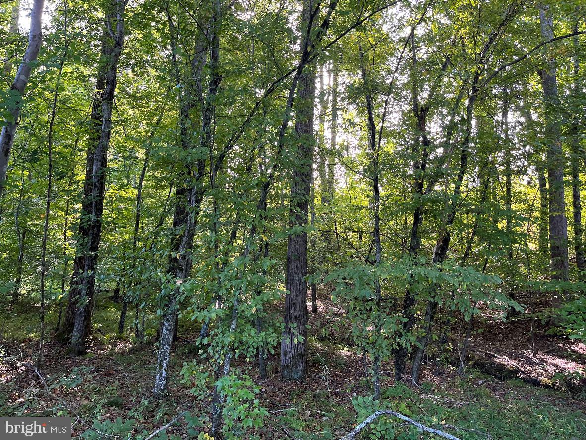 FLORALEE ROAD (ROUTE 621) (TRACT TURNIP CREEK-5), PHENIX, Virginia 23959, ,Farm,For sale,FLORALEE ROAD (ROUTE 621) (TRACT TURNIP CREEK-5),VACE2000018 MLS # VACE2000018