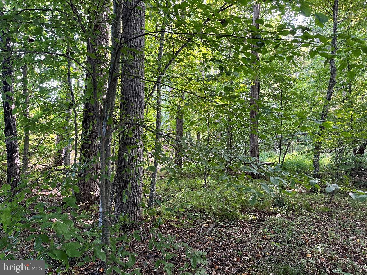 FLORALEE ROAD (ROUTE 621) (TRACT TURNIP CREEK-5), PHENIX, Virginia 23959, ,Farm,For sale,FLORALEE ROAD (ROUTE 621) (TRACT TURNIP CREEK-5),VACE2000018 MLS # VACE2000018