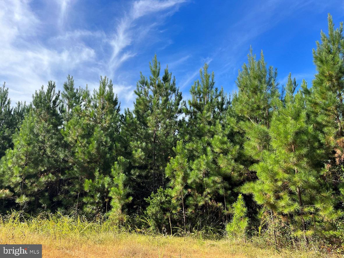 FLORALEE ROAD (ROUTE 621) (TRACT TURNIP CREEK-5), PHENIX, Virginia 23959, ,Farm,For sale,FLORALEE ROAD (ROUTE 621) (TRACT TURNIP CREEK-5),VACE2000018 MLS # VACE2000018