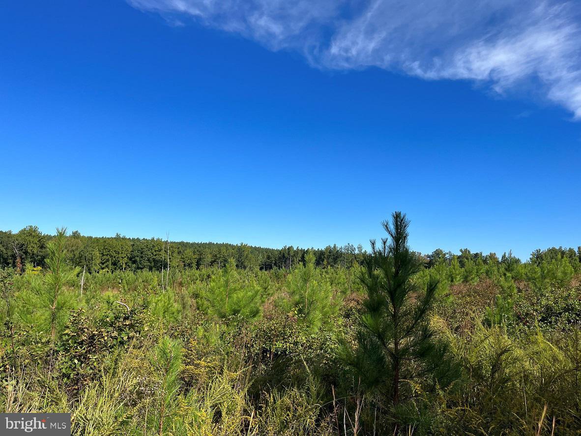 FLORALEE ROAD (ROUTE 621) (TRACT TURNIP CREEK-5), PHENIX, Virginia 23959, ,Farm,For sale,FLORALEE ROAD (ROUTE 621) (TRACT TURNIP CREEK-5),VACE2000018 MLS # VACE2000018