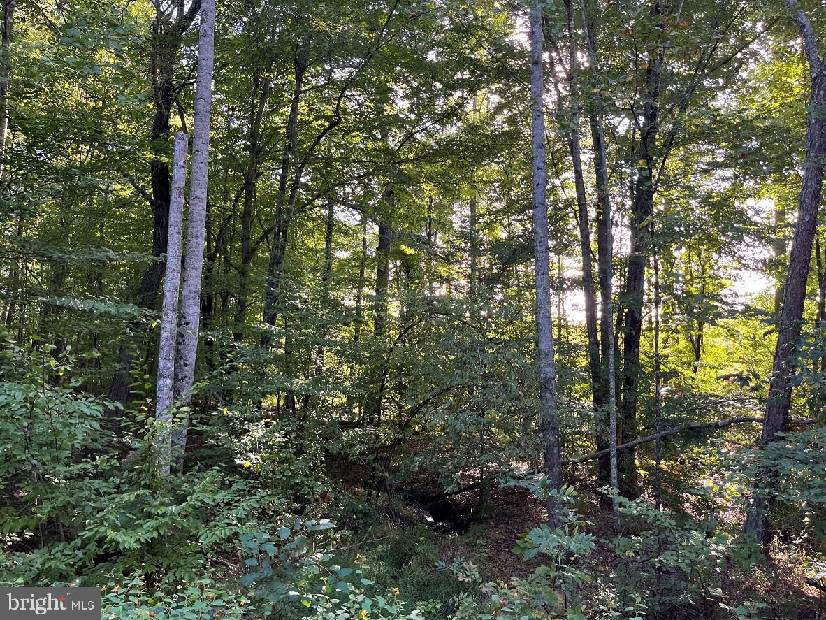 FLORALEE ROAD (ROUTE 621) (TRACT TURNIP CREEK-5), PHENIX, Virginia 23959, ,Farm,For sale,FLORALEE ROAD (ROUTE 621) (TRACT TURNIP CREEK-5),VACE2000018 MLS # VACE2000018
