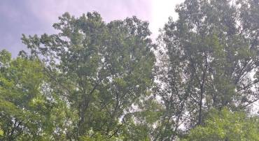 0 MEANDER RUN ROAD, LOCUST DALE, Virginia 22948, ,Land,For sale,0 MEANDER RUN ROAD,VAMA2002314 MLS # VAMA2002314