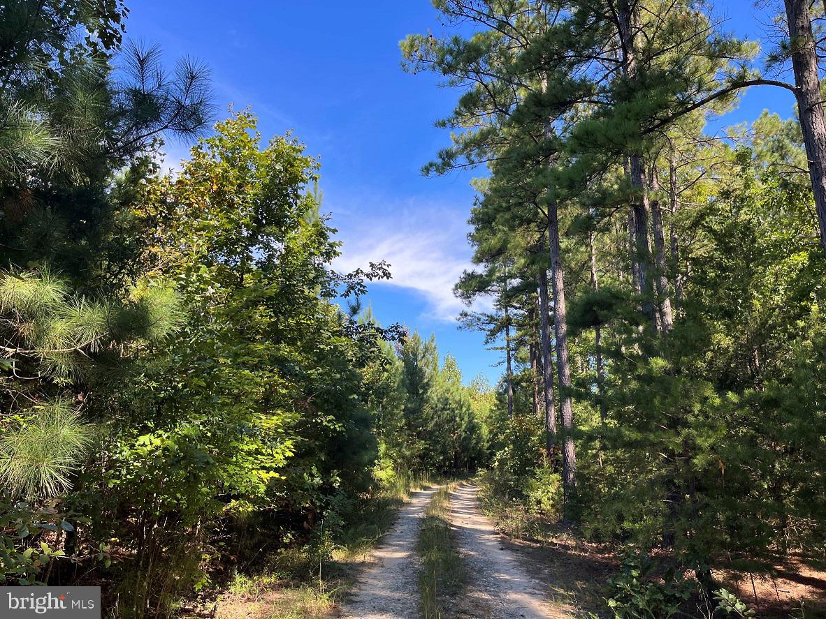 FLORALEE ROAD (ROUTE 621) (TRACT TURNIP CREEK-4), PHENIX, Virginia 23959, ,Farm,For sale,FLORALEE ROAD (ROUTE 621) (TRACT TURNIP CREEK-4),VACE2000020 MLS # VACE2000020