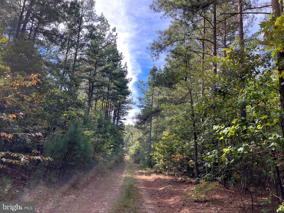 FLORALEE ROAD (ROUTE 621) (TRACT TURNIP CREEK-4), PHENIX, Virginia 23959, ,Farm,For sale,FLORALEE ROAD (ROUTE 621) (TRACT TURNIP CREEK-4),VACE2000020 MLS # VACE2000020