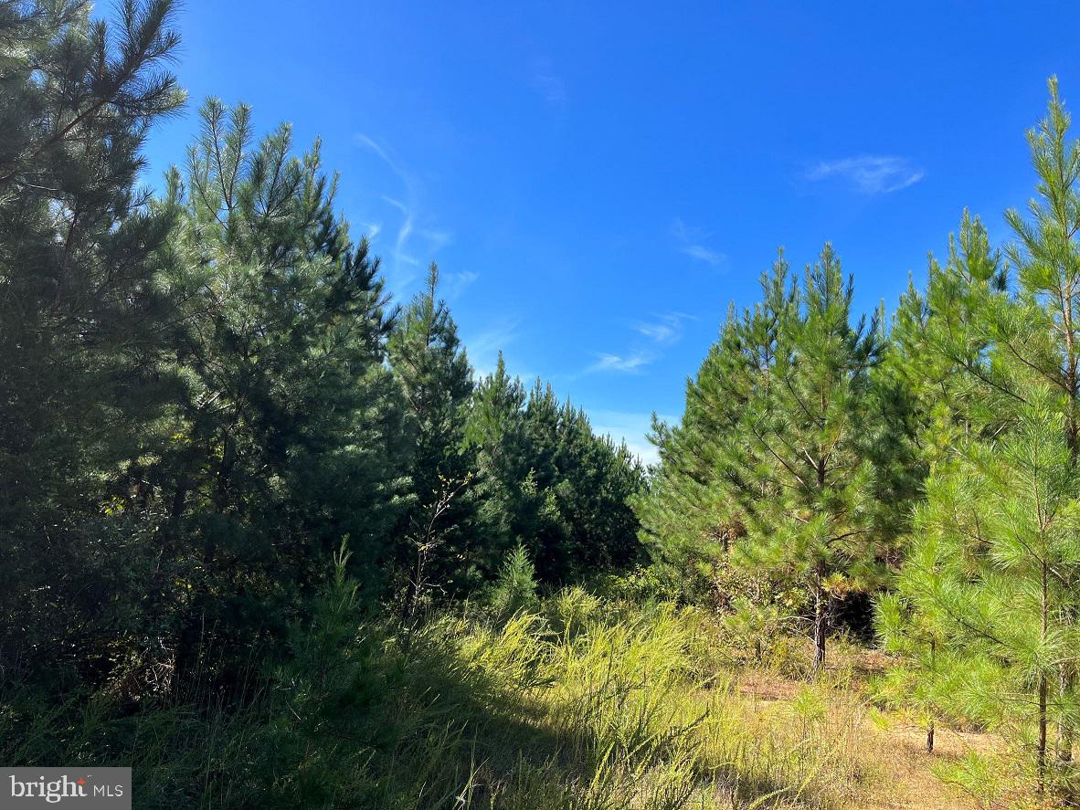 FLORALEE ROAD (ROUTE 621) (TRACT TURNIP CREEK-4), PHENIX, Virginia 23959, ,Farm,For sale,FLORALEE ROAD (ROUTE 621) (TRACT TURNIP CREEK-4),VACE2000020 MLS # VACE2000020