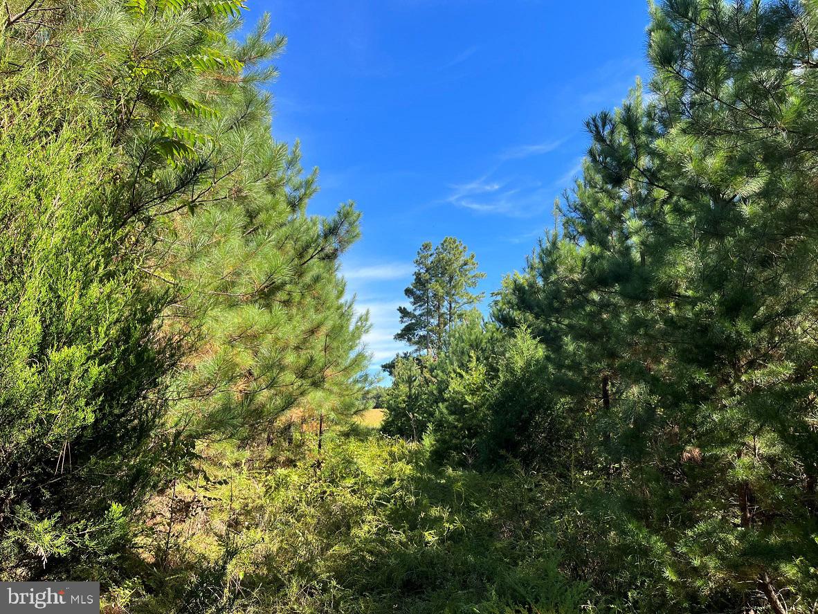 FLORALEE ROAD (ROUTE 621) (TRACT TURNIP CREEK-4), PHENIX, Virginia 23959, ,Farm,For sale,FLORALEE ROAD (ROUTE 621) (TRACT TURNIP CREEK-4),VACE2000020 MLS # VACE2000020