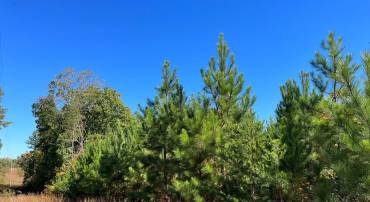 FLORALEE ROAD (ROUTE 621) (TRACT TURNIP CREEK-4), PHENIX, Virginia 23959, ,Farm,For sale,FLORALEE ROAD (ROUTE 621) (TRACT TURNIP CREEK-4),VACE2000020 MLS # VACE2000020