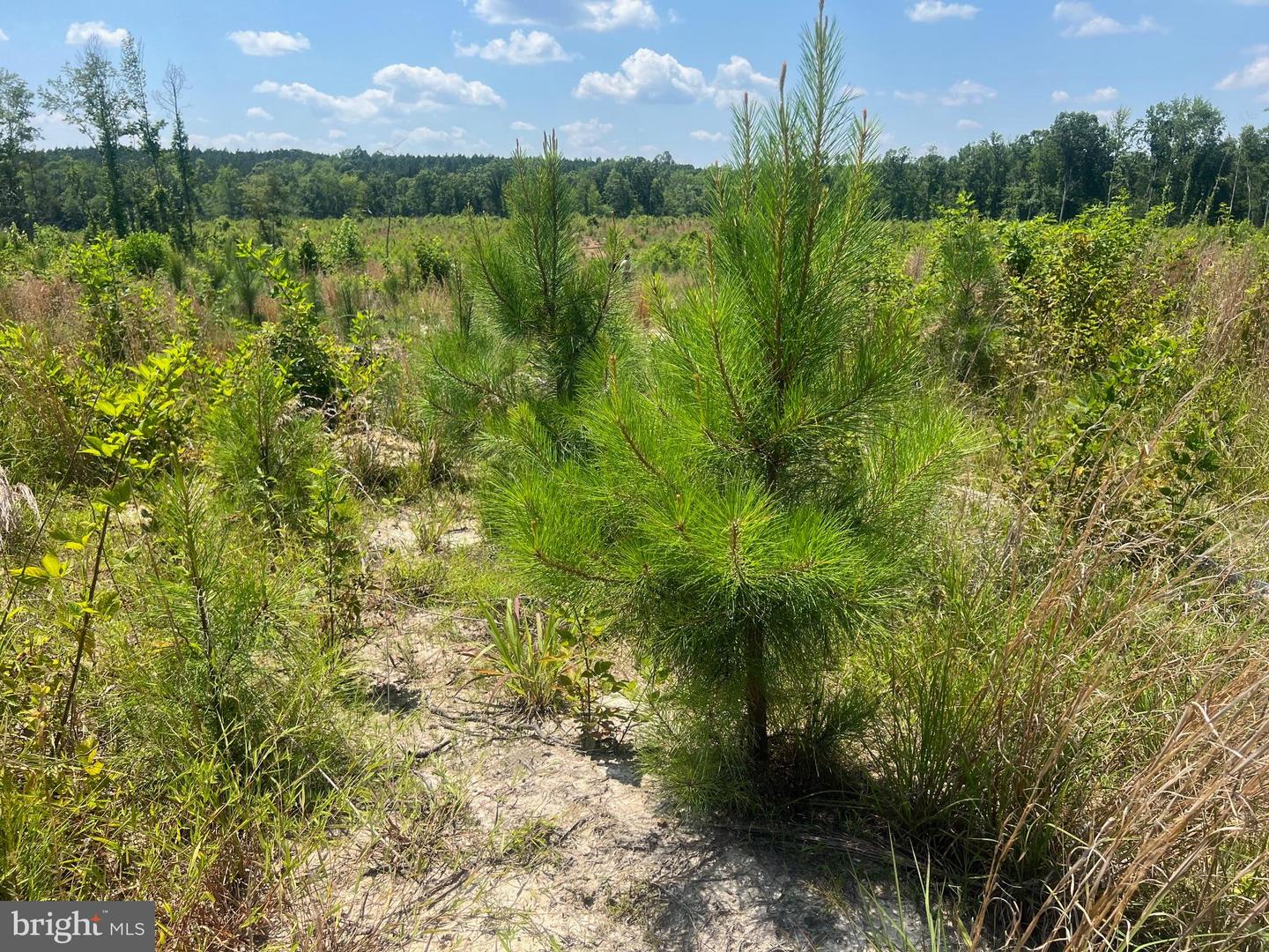 0 ORAL OAKS RD LOT 2, KENBRIDGE, Virginia 23944, ,Land,For sale,0 ORAL OAKS RD LOT 2,VALB2000054 MLS # VALB2000054