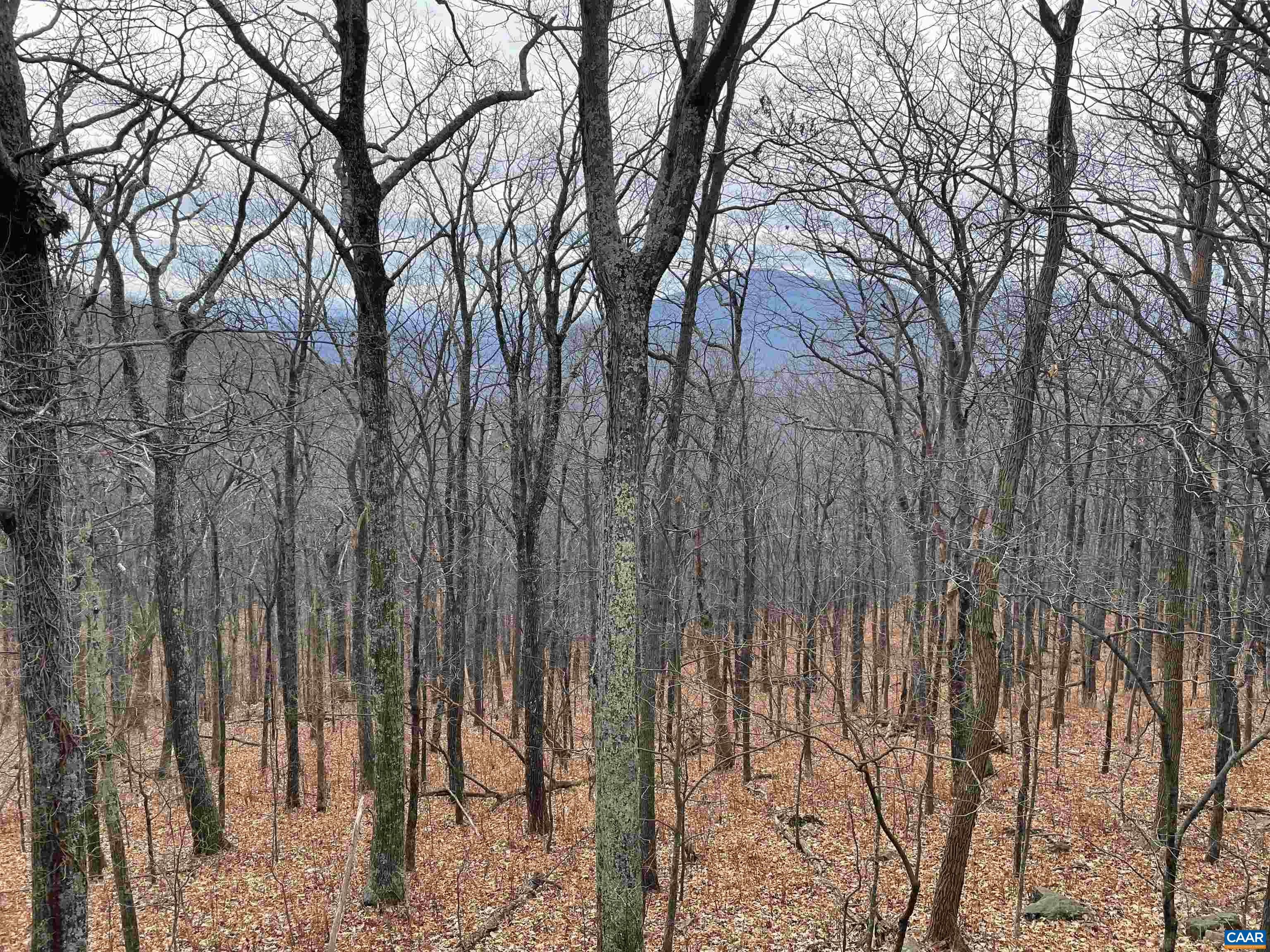 803 LAURELWOOD CONDOS, WINTERGREEN RESORT, Virginia 22967, 2 Bedrooms Bedrooms, ,2 BathroomsBathrooms,Residential,803 LAURELWOOD CONDOS,666168 MLS # 666168