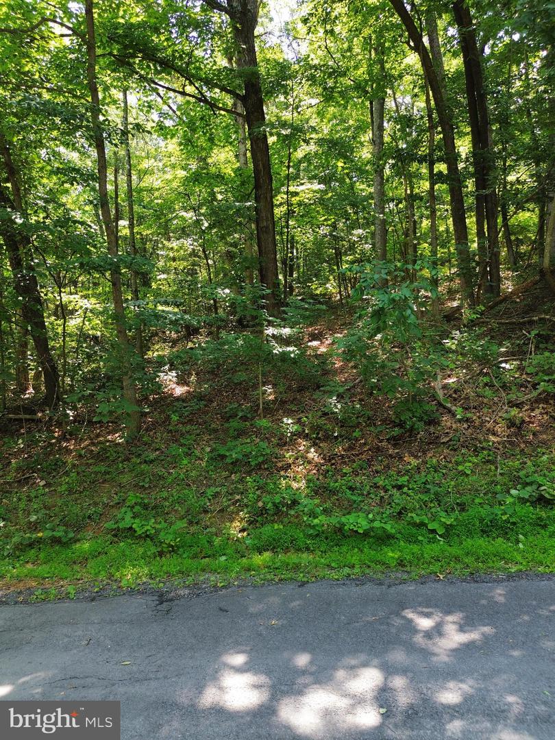 TBD WILLOW LN, MOUNT JACKSON, Virginia 22842, ,Land,For sale,TBD WILLOW LN,VASH2011878 MLS # VASH2011878