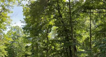 TBD WILLOW LN, MOUNT JACKSON, Virginia 22842, ,Land,For sale,TBD WILLOW LN,VASH2011878 MLS # VASH2011878