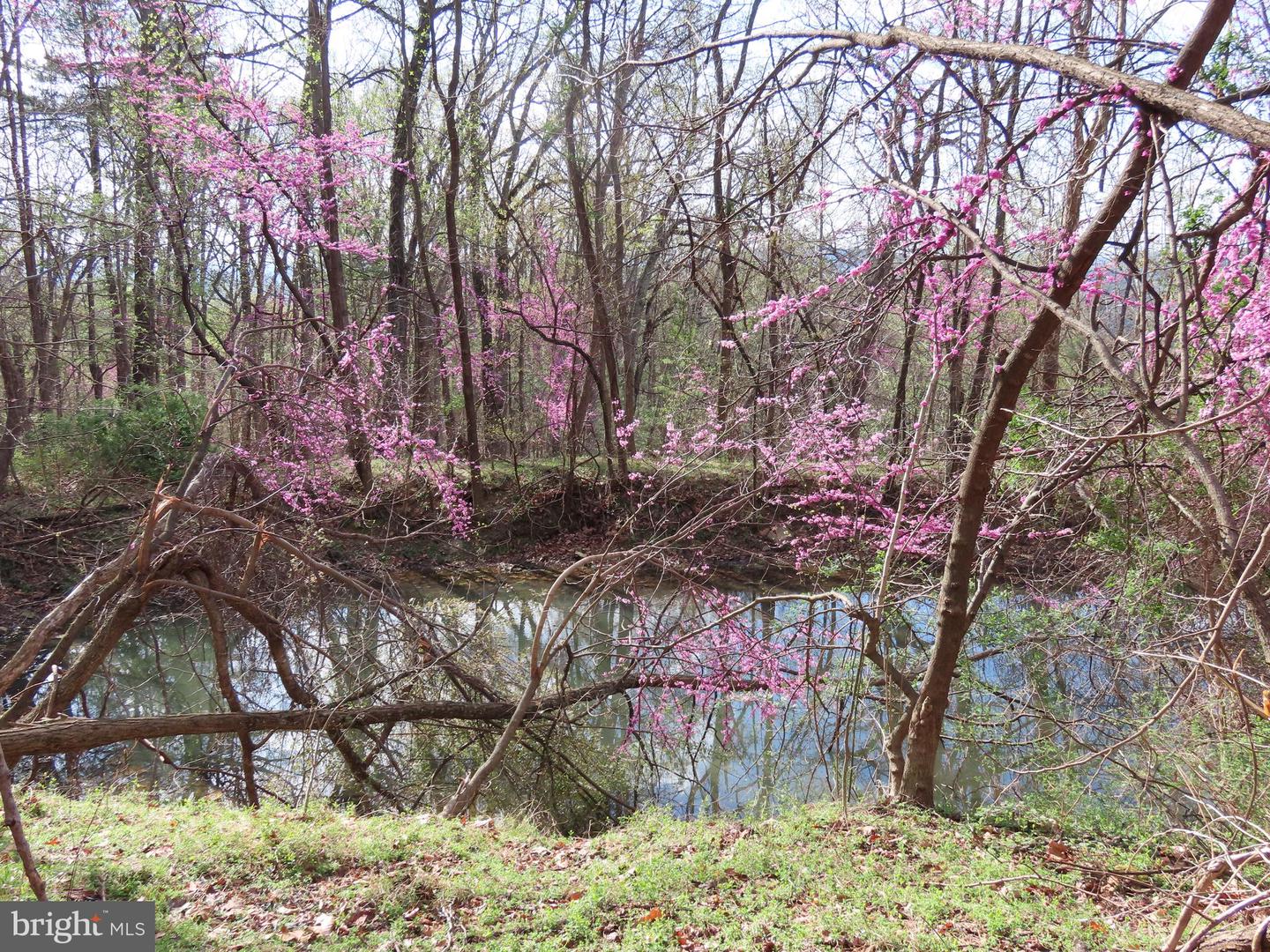 REDIVIVA LN, WASHINGTON, Virginia 22747, ,Farm,For sale,REDIVIVA LN,VARP2002034 MLS # VARP2002034