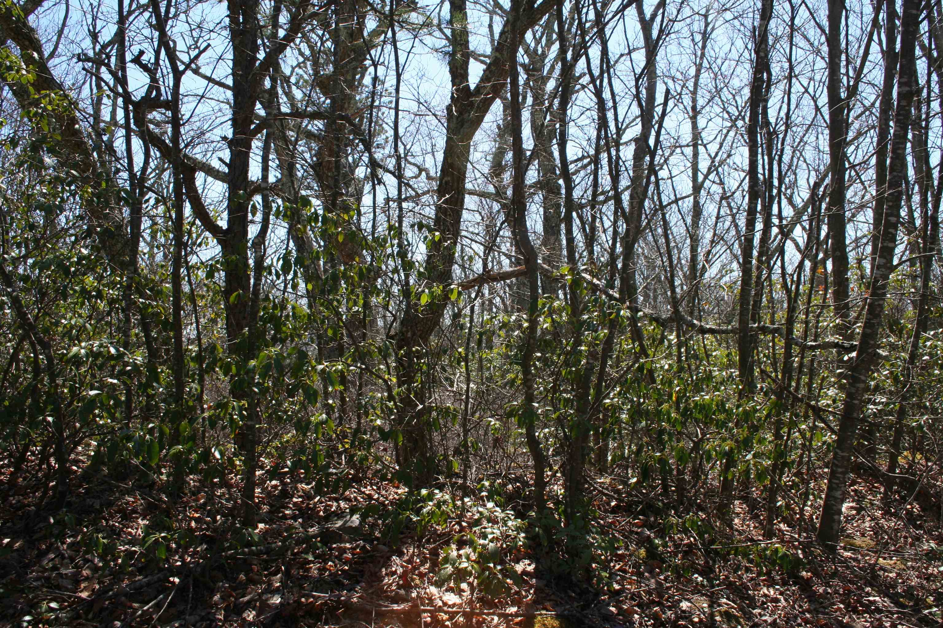 Lot 90 SUMMIT DR, MONTEREY, Virginia 24465, ,Land,lot 90,Lot 90 SUMMIT DR,653928 MLS # 653928