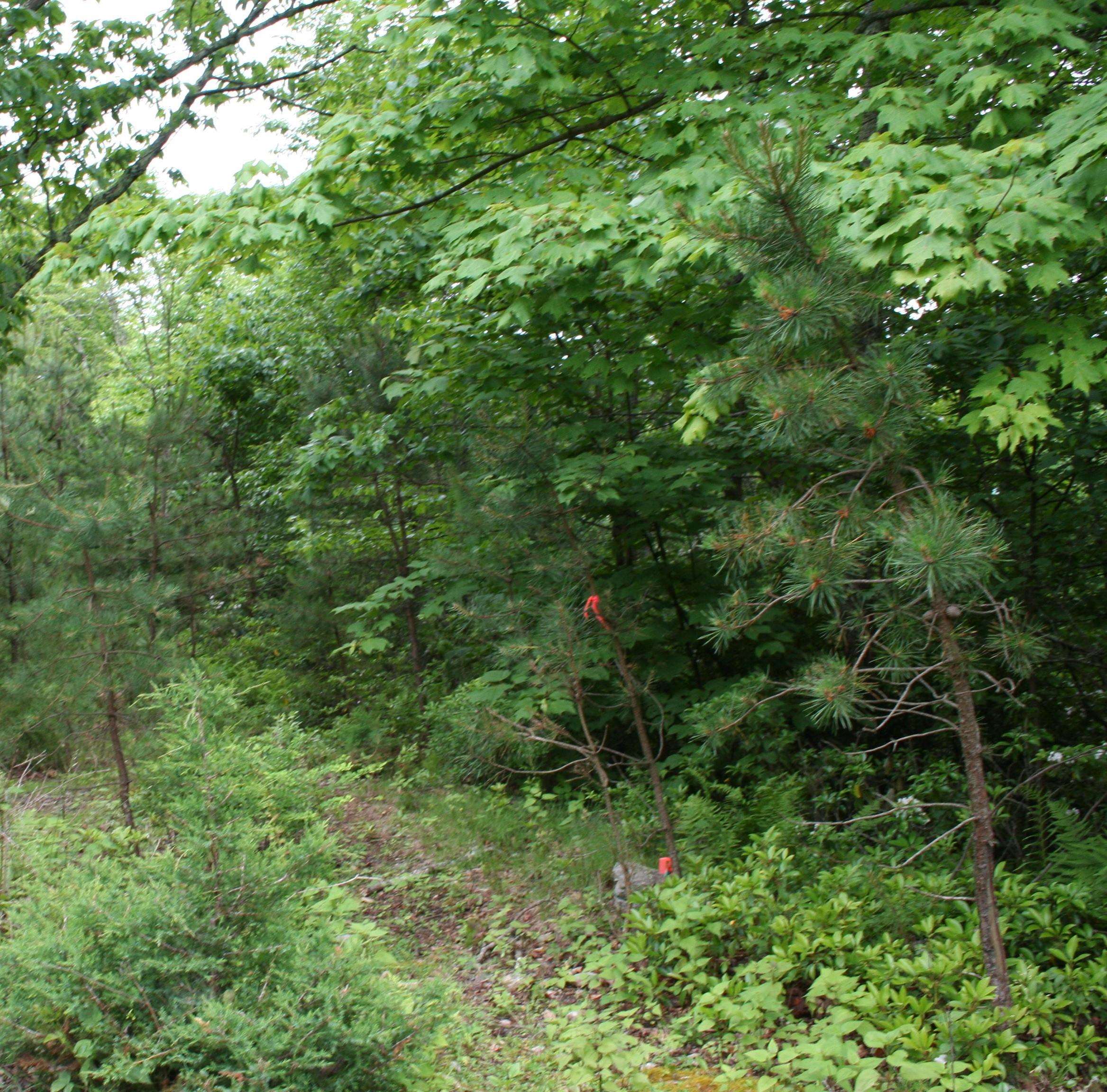 Lot 90 SUMMIT DR, MONTEREY, Virginia 24465, ,Land,lot 90,Lot 90 SUMMIT DR,653928 MLS # 653928