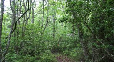 Lot 90 SUMMIT DR, MONTEREY, Virginia 24465, ,Land,lot 90,Lot 90 SUMMIT DR,653928 MLS # 653928