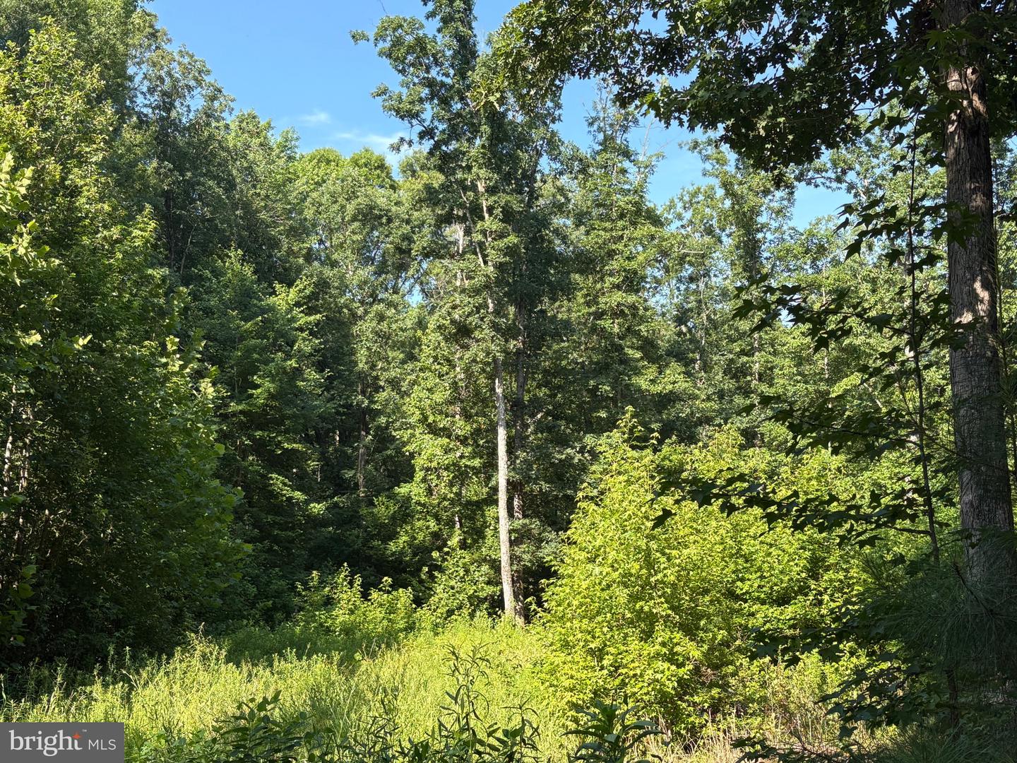 23 TAYLOR RD, LOUISA, Virginia 23093, ,Land,For sale,23 TAYLOR RD,VALA2008178 MLS # VALA2008178