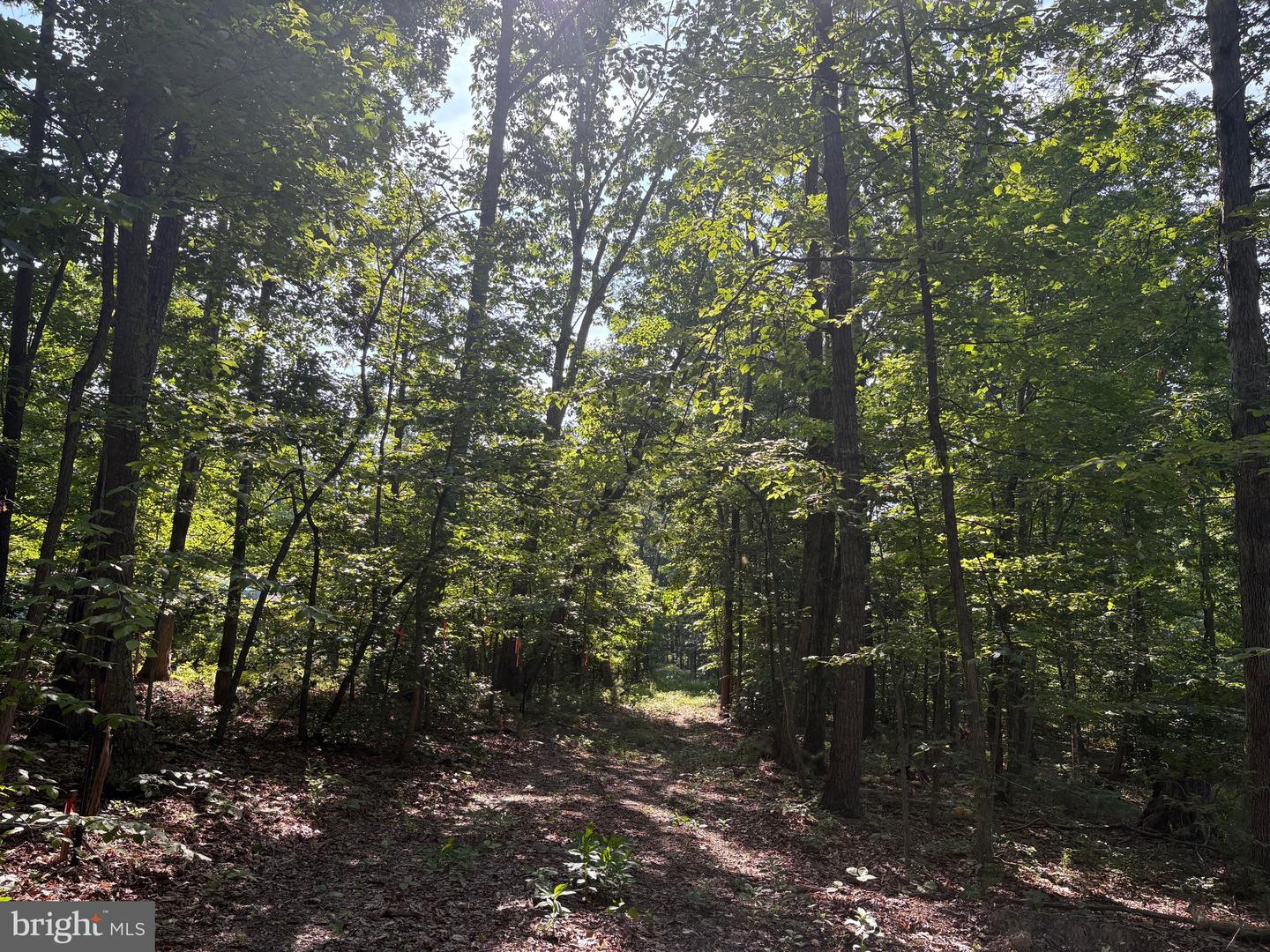 23 TAYLOR RD, LOUISA, Virginia 23093, ,Land,For sale,23 TAYLOR RD,VALA2008178 MLS # VALA2008178