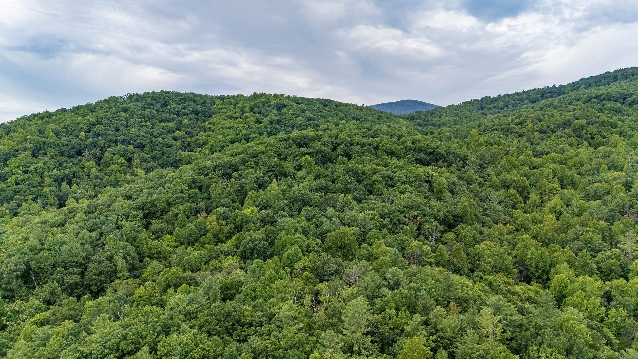 96 Acres BLACKWELLS HOLLOW RD, CROZET, Virginia 22932, ,Farm,96 Acres BLACKWELLS HOLLOW RD,666408 MLS # 666408