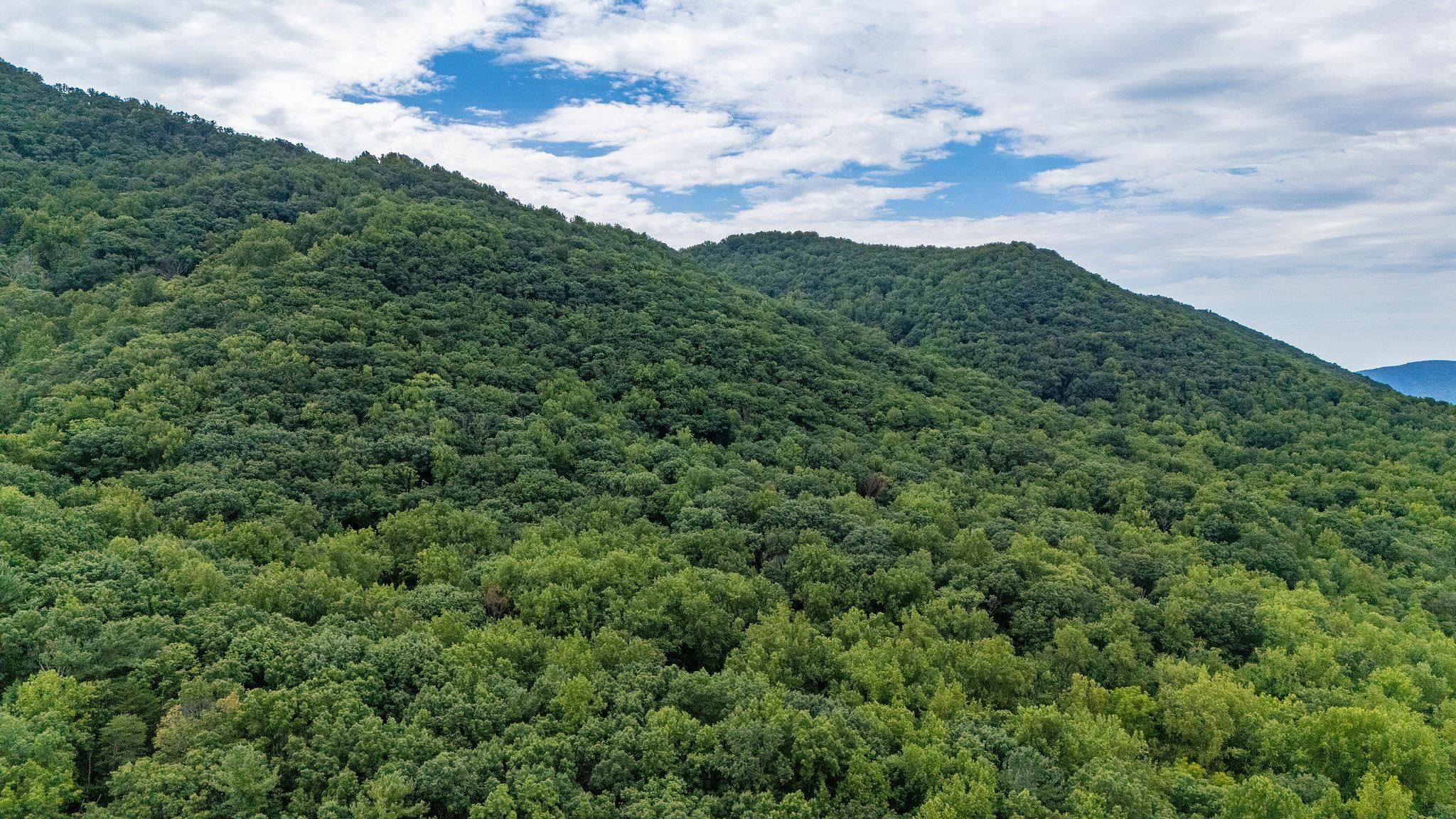 96 Acres BLACKWELLS HOLLOW RD, CROZET, Virginia 22932, ,Farm,96 Acres BLACKWELLS HOLLOW RD,666408 MLS # 666408