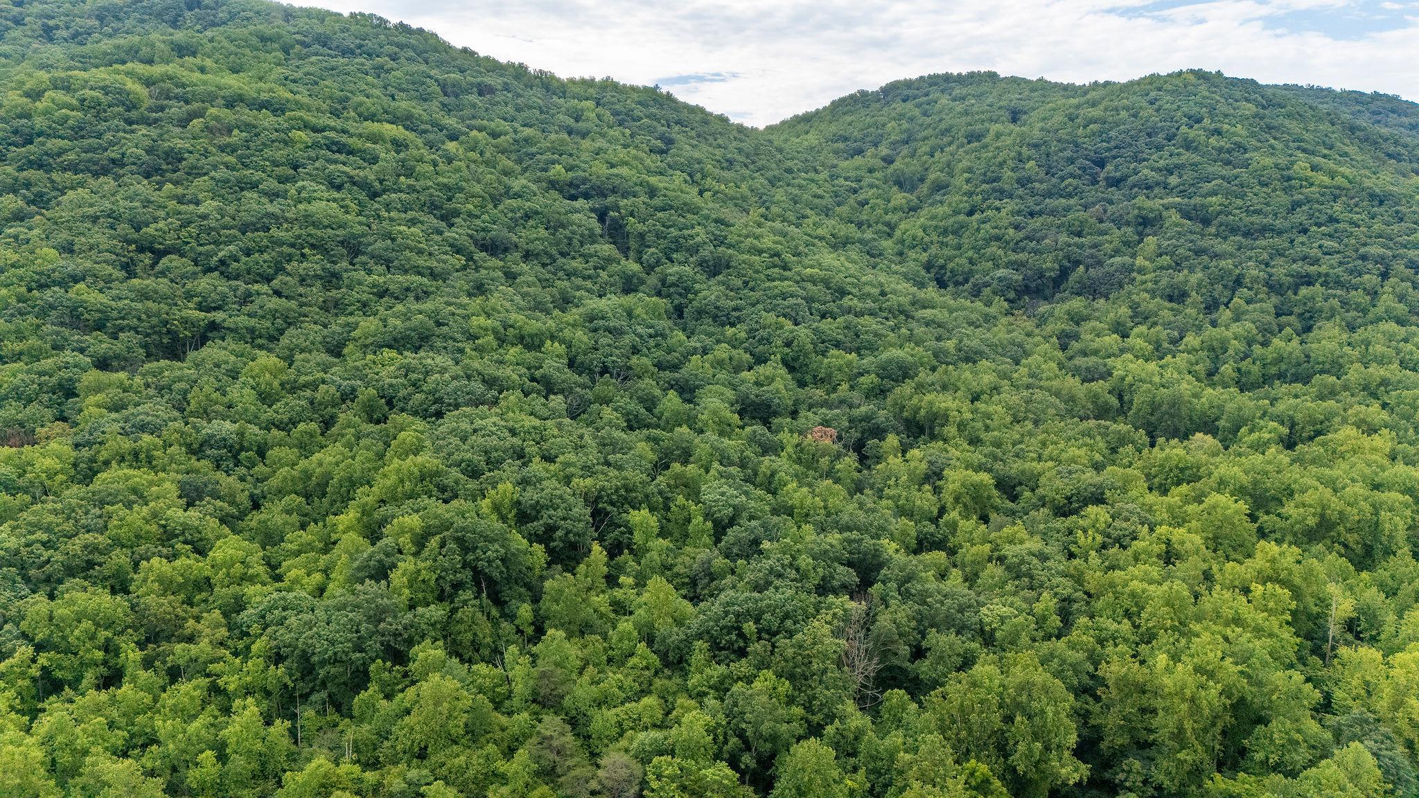 96 Acres BLACKWELLS HOLLOW RD, CROZET, Virginia 22932, ,Farm,96 Acres BLACKWELLS HOLLOW RD,666408 MLS # 666408