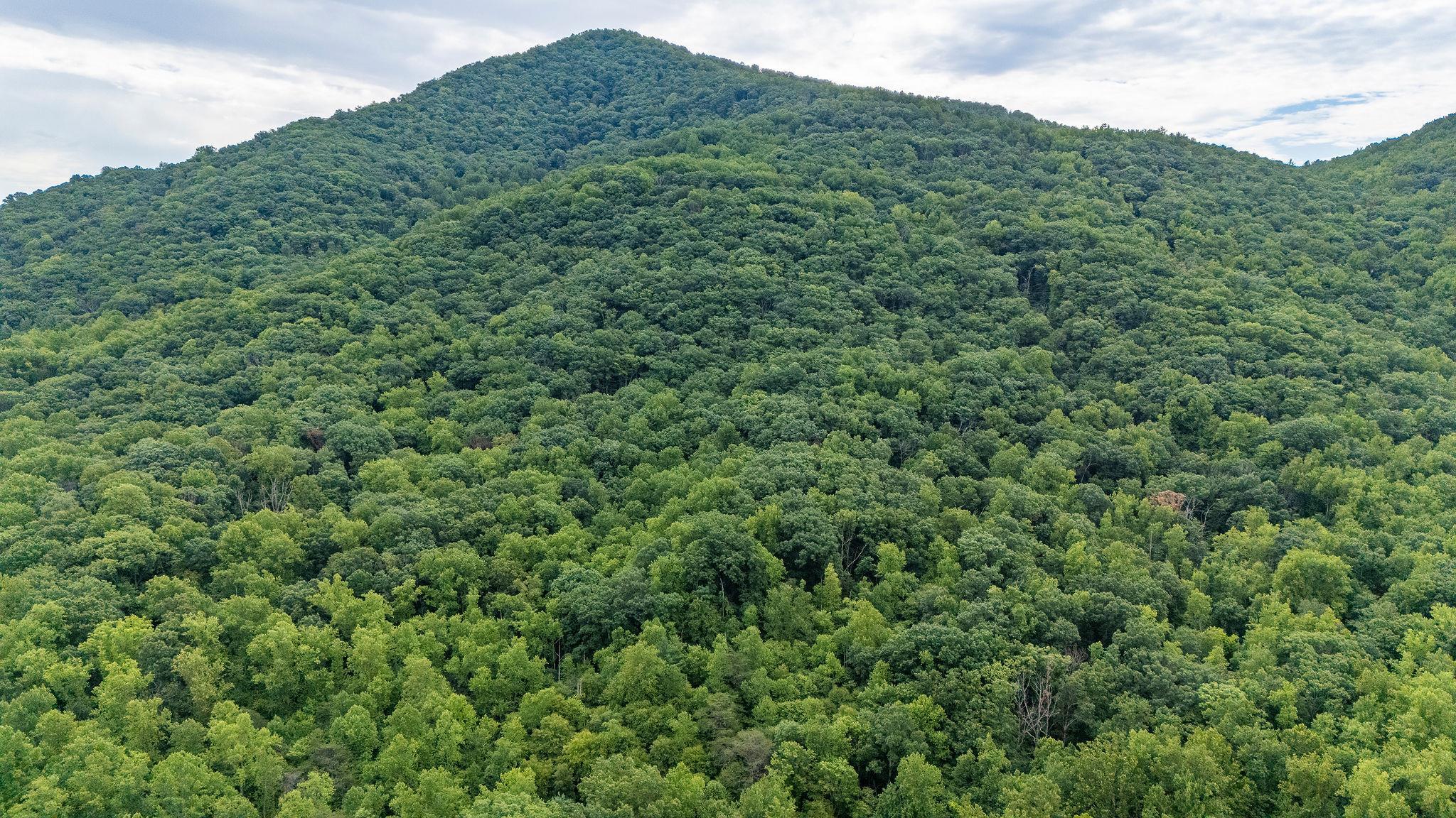 96 Acres BLACKWELLS HOLLOW RD, CROZET, Virginia 22932, ,Farm,96 Acres BLACKWELLS HOLLOW RD,666408 MLS # 666408