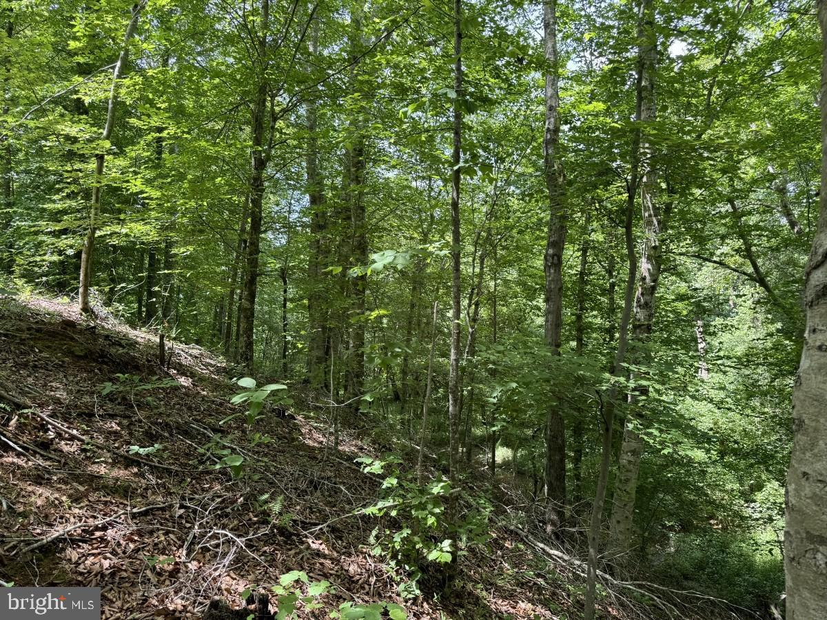 SANDY TRAIL, VERNON HILL, Virginia 24597, ,Land,For sale,SANDY TRAIL,VAHX2000108 MLS # VAHX2000108