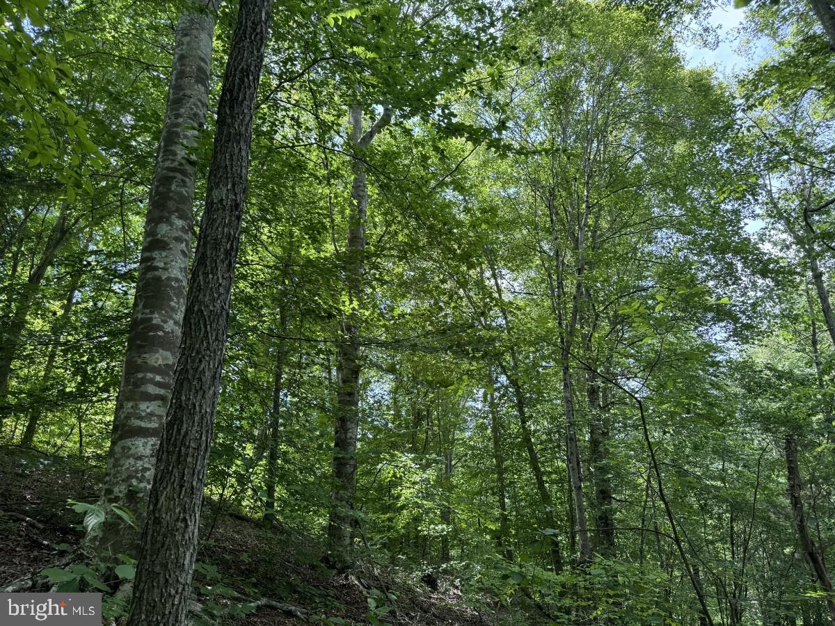 SANDY TRAIL, VERNON HILL, Virginia 24597, ,Land,For sale,SANDY TRAIL,VAHX2000108 MLS # VAHX2000108