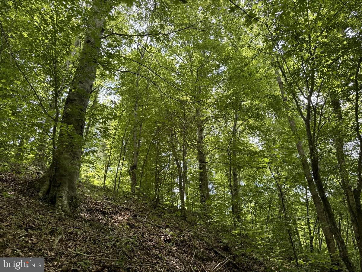 SANDY TRAIL, VERNON HILL, Virginia 24597, ,Land,For sale,SANDY TRAIL,VAHX2000108 MLS # VAHX2000108