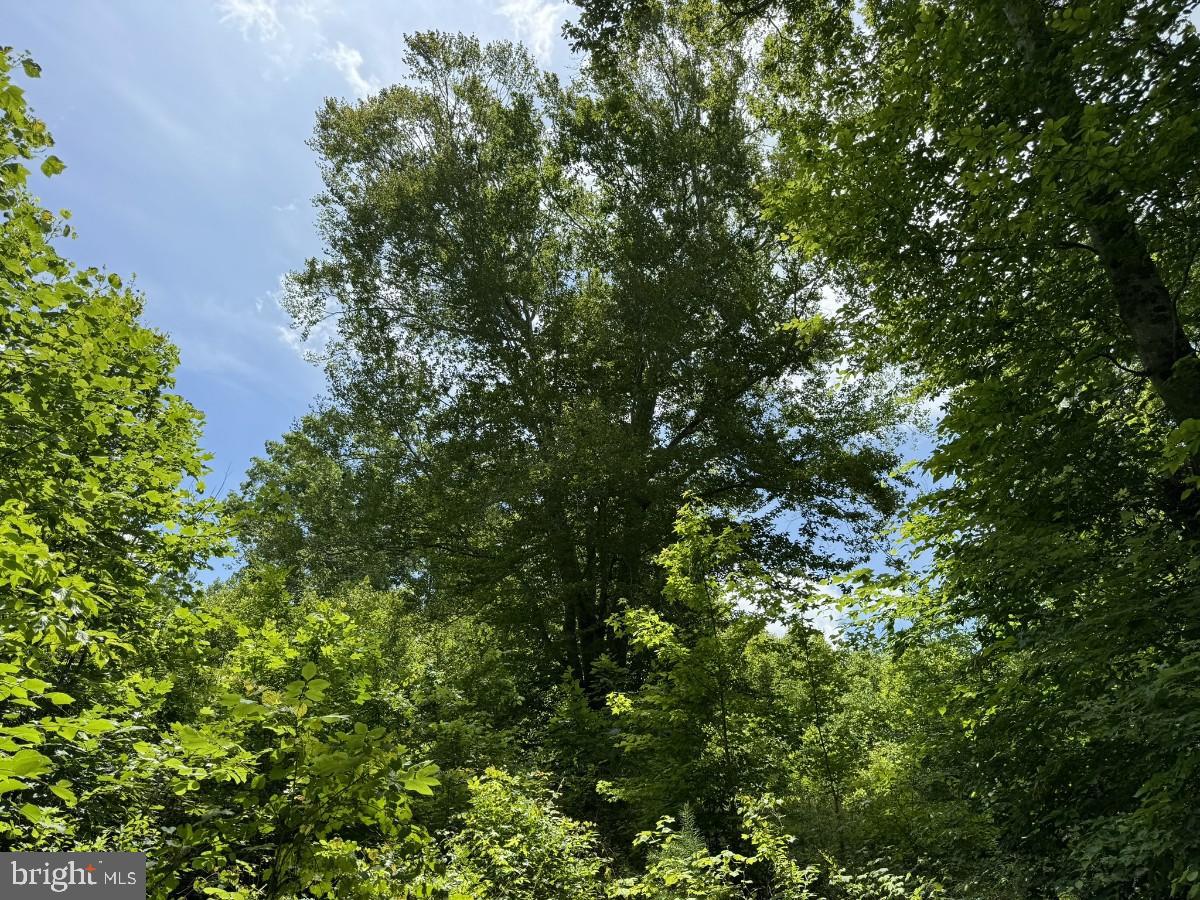 SANDY TRAIL, VERNON HILL, Virginia 24597, ,Land,For sale,SANDY TRAIL,VAHX2000108 MLS # VAHX2000108