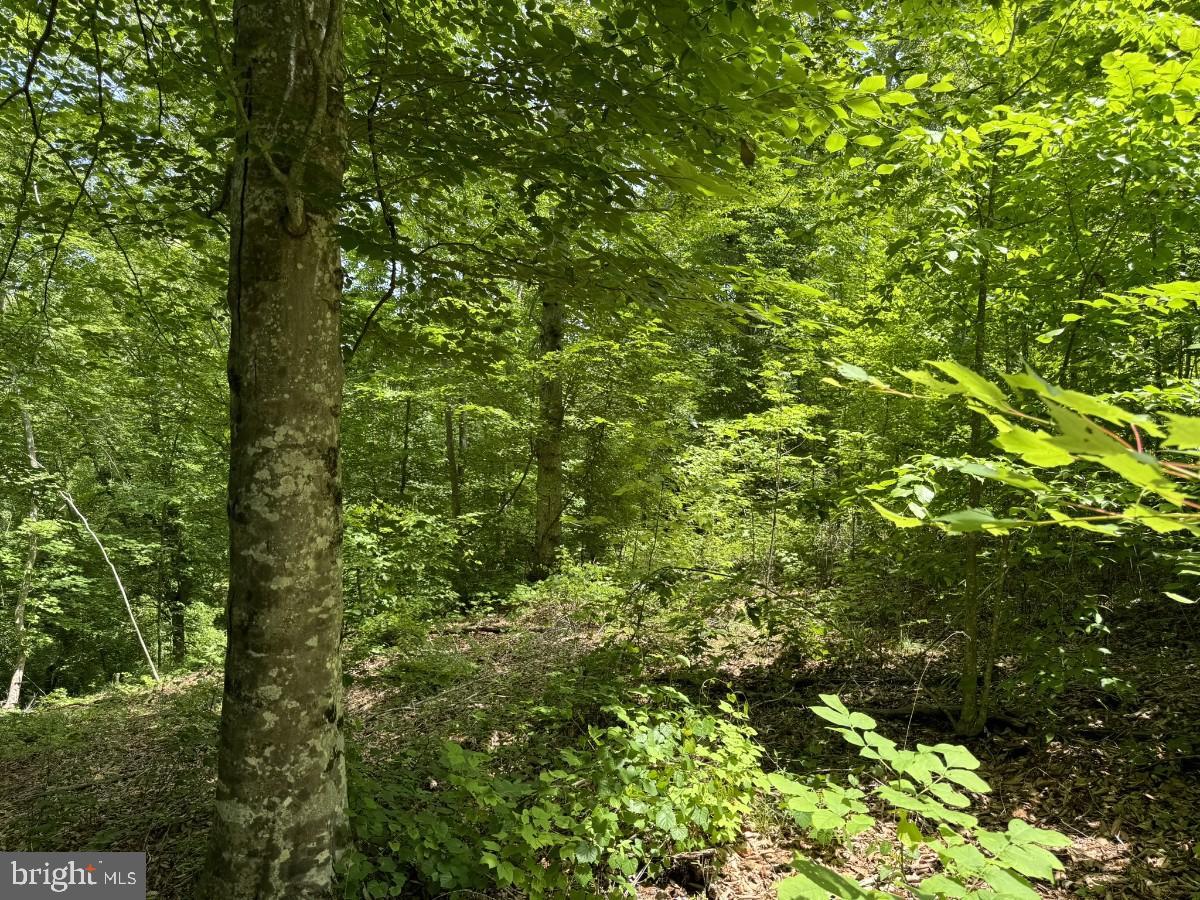 SANDY TRAIL, VERNON HILL, Virginia 24597, ,Land,For sale,SANDY TRAIL,VAHX2000108 MLS # VAHX2000108